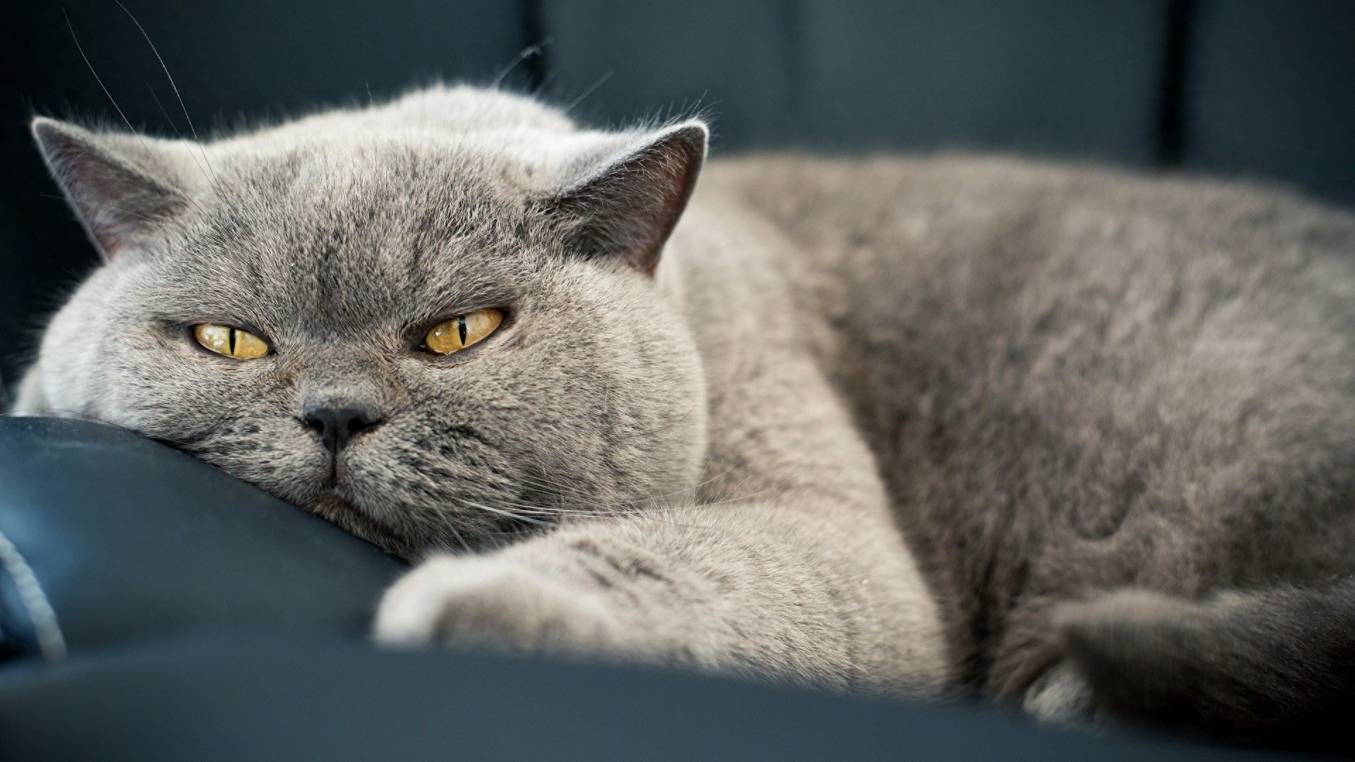美国短毛猫高清桌面壁纸