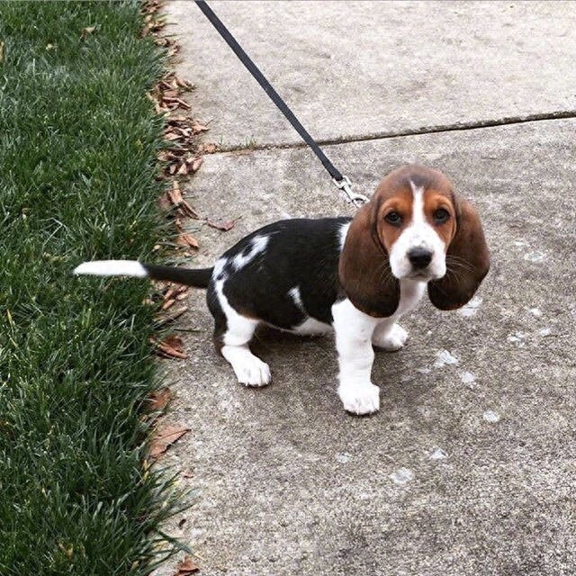 这只叫Penny的小巴吉度猎犬，一双大耳朵太壮观了，感觉扇一扇就能飞起来！吃饭时还要把耳朵绑起来！