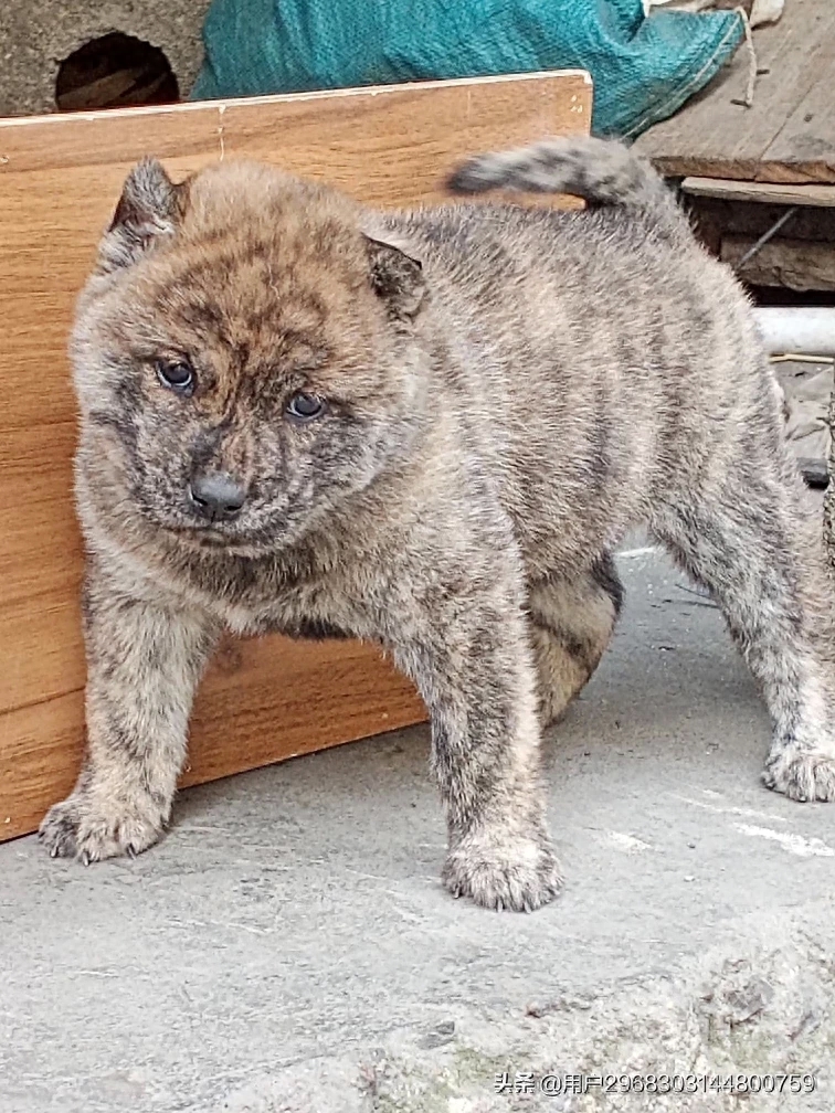 原生态中华田园犬广西小猎犬农村土狗