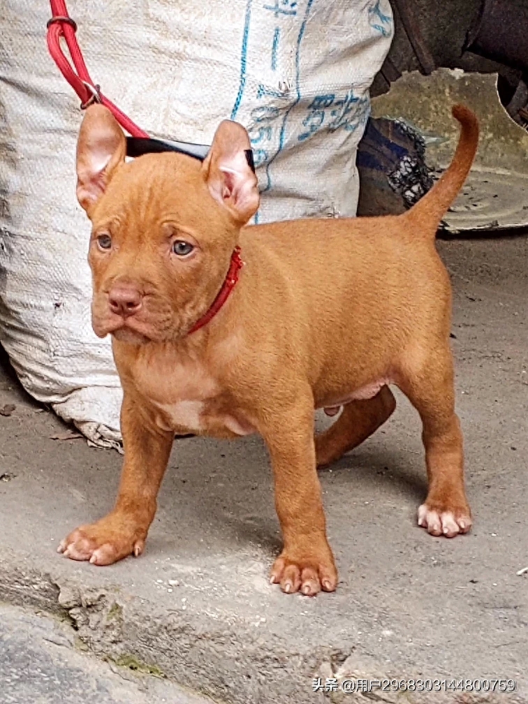 原生态中华田园犬广西小猎犬农村土狗