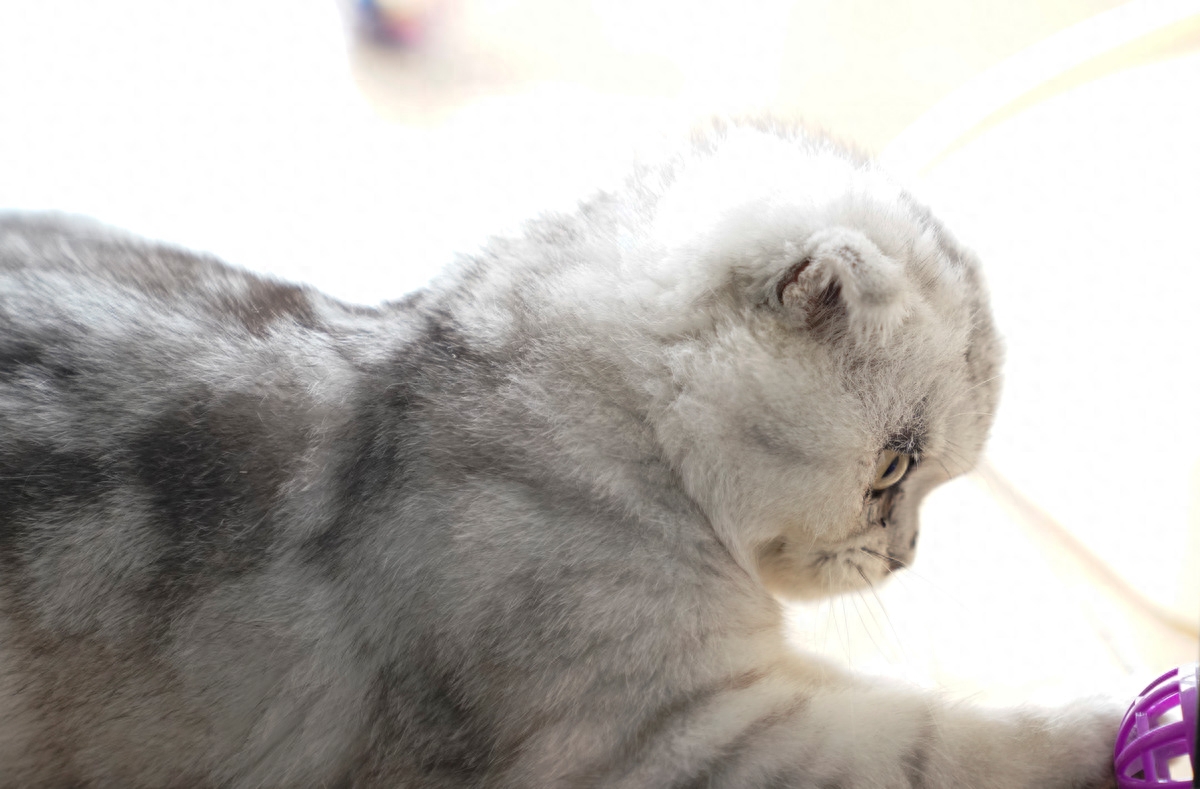 图虫人文摄影：折耳猫