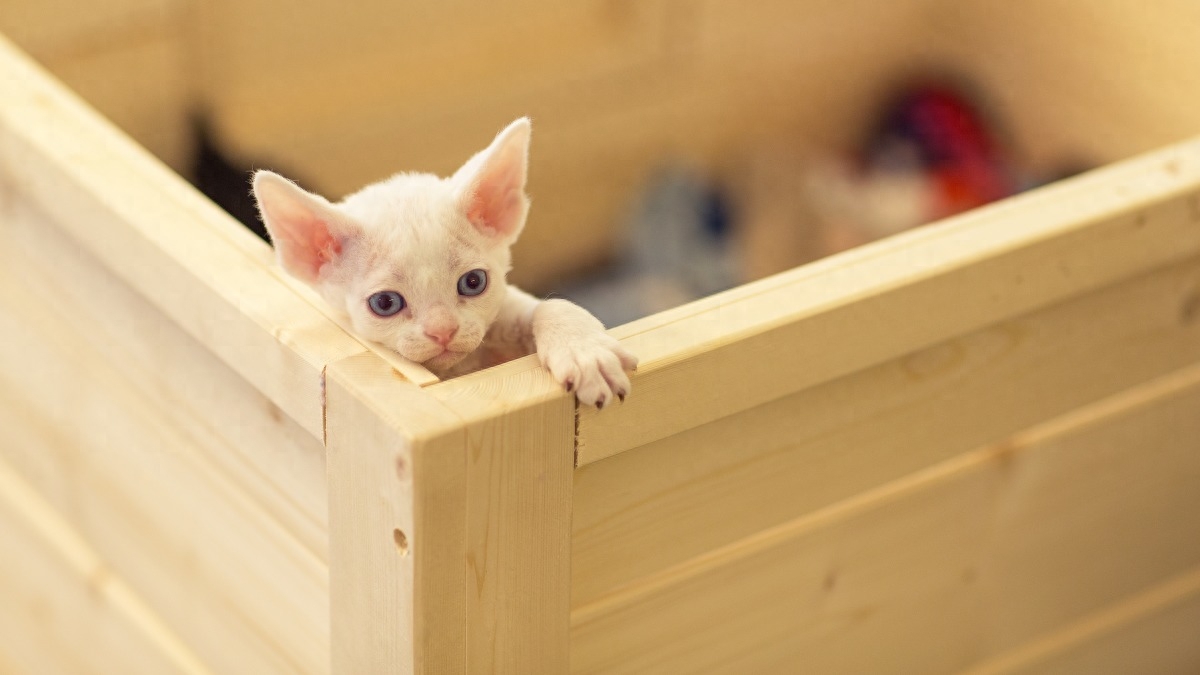 图虫人文摄影：名贵的德文卷毛猫