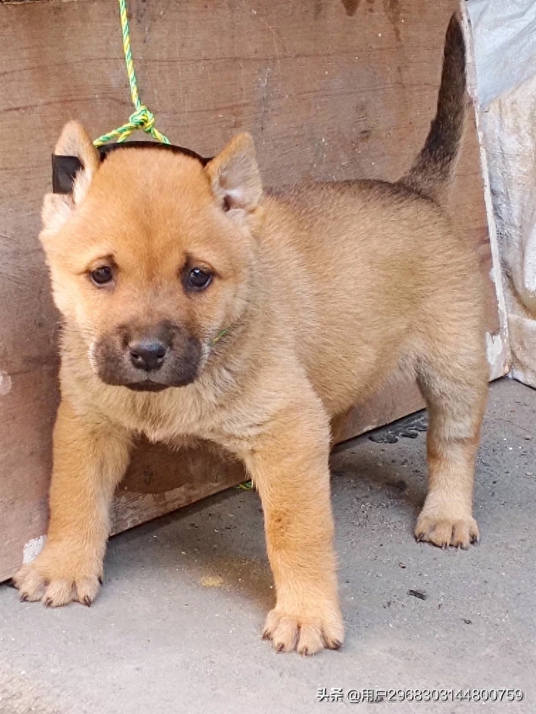 原生态中华田园犬广西小猎犬农村土狗