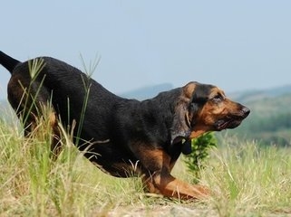 肌肉不输比特斗牛梗，比利时獒：血猎犬果真霸气