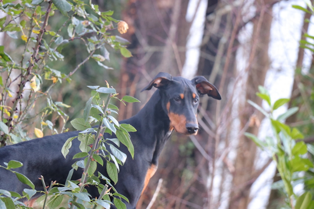 世界名犬——杜宾犬