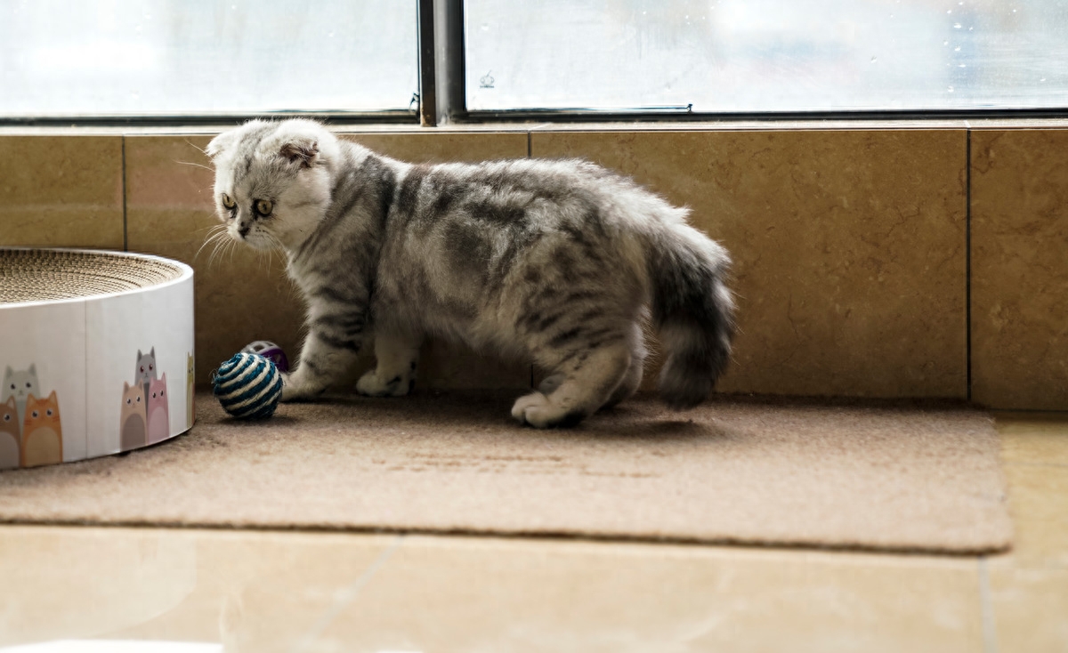 图虫人文摄影：折耳猫